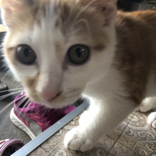 やんちゃな茶トラ女の子