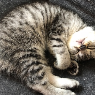 アメショMIXの女の子