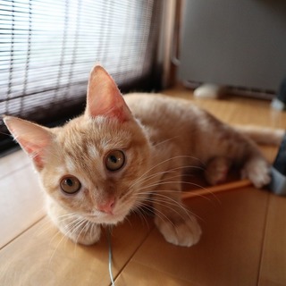 取っても可愛い茶トラ君です