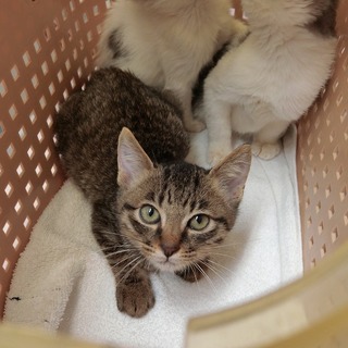可愛いキジの子猫さん募集中です