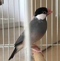 桜文鳥メスの里親募集
