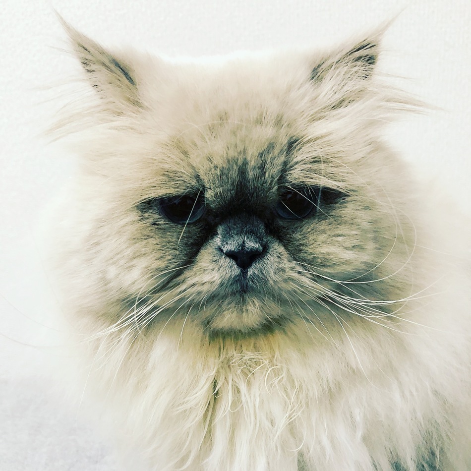 モリーのカバー写真