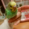 セキセイインコ雛（手乗りとしての飼育中） サムネイル3