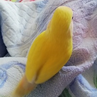 天