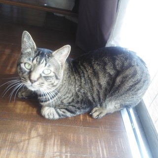 かわいい猫ちゃん　もらってください