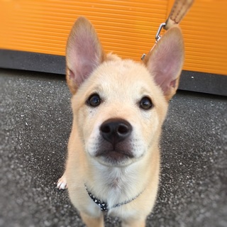 募集一時停止中☆いなりちゃん