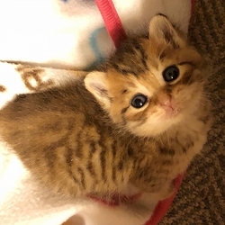 子猫&成猫の譲渡会