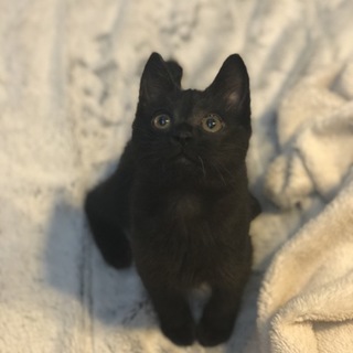 かなり甘えたな猫です