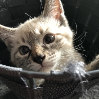 人懐っこすぎる猫