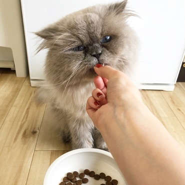 ご飯は食べさせてもらうのが1番美味しいにゃよね〜