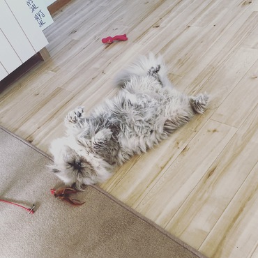 ヘソ天てやつにゃ！