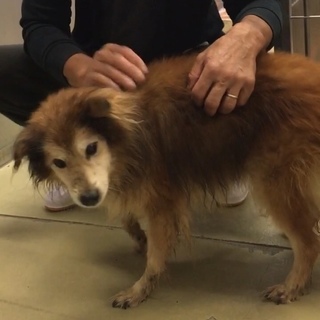 ポメラニアン風　お爺ちゃん