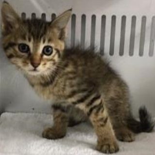 明日の朝が収容期限です。10/19朝迄