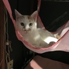 ハンモック〜❤︎