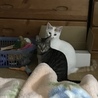 オモチャ箱〜 ( ♥︎ᴗ♥︎ )