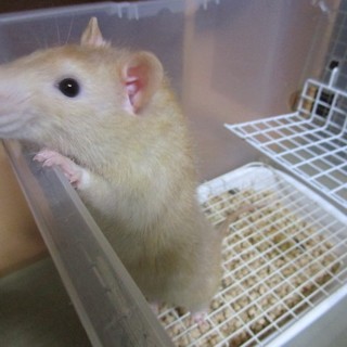 ファンシーラット５/９生まれのオス　レッキス