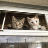 の写真
