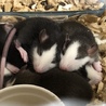 リシャールミル