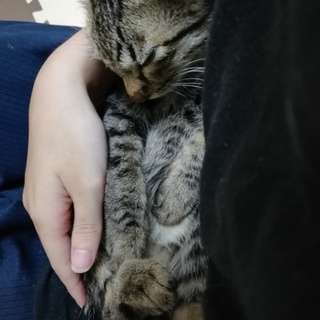 キジトラ男の子