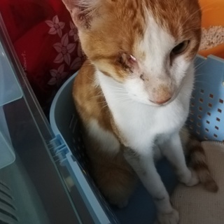 片目がなく動けないハチワレ茶白