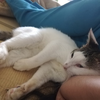 急募☆キジシロの女の子※動画あり