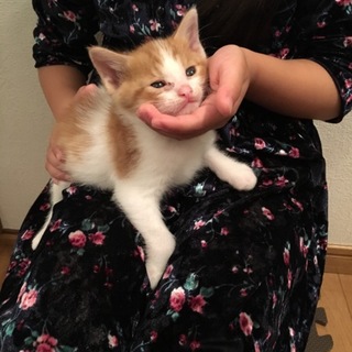子猫ちゃんもらって下さい。