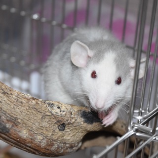 ファンシーラット♀〈飼育用具差し上げます〉