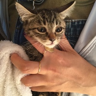 【里親決まりました】