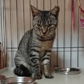 【湯の花】おかげさまで里親様が決まりました！