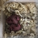 ブルーサファイアハムスターの赤ちゃん