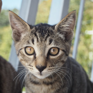 ◎トラ◎母猫似の美形キジトラ