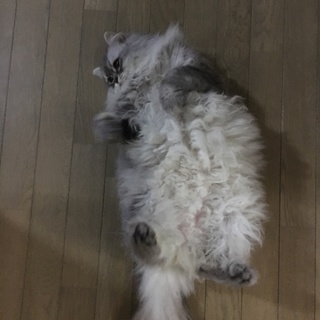 ラガマフィン５歳男の子