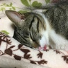 cocosora