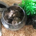 デグーマウスの赤ちゃんの里親を募集しております。