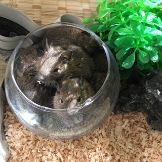 デグーマウスの赤ちゃんの里親を募集しております。