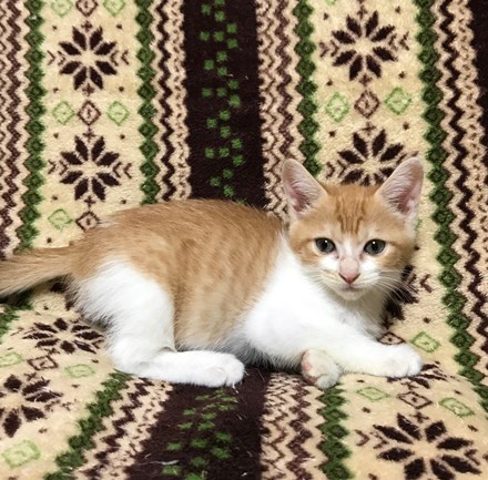 あたち クララ ですう ねこざんまいのペットログ ペットのおうち 月間利用者150万人