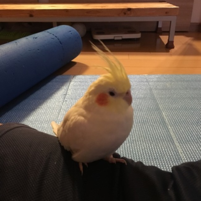 strawberry tea のカバー写真