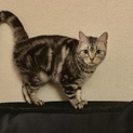 アメショー風猫里親さん募集