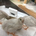 応募一時中止します。9/16生まれ ヒメウズラ３羽