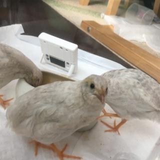 応募一時中止します。9/16生まれ ヒメウズラ３羽