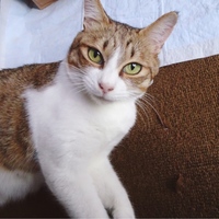 レモン