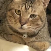 ちゃちゃ