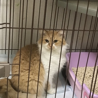 ☆まん丸なお顔の可愛い子です☆