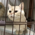 短足マンチカンの男の子