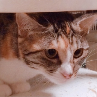 美人三毛猫のミーちゃん♡