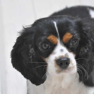 募集を一時停止にさせていただきます。