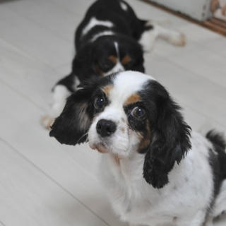 募集を一時停止いたします。