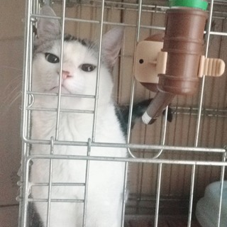 やんちゃなオス猫です♡