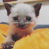 わらび