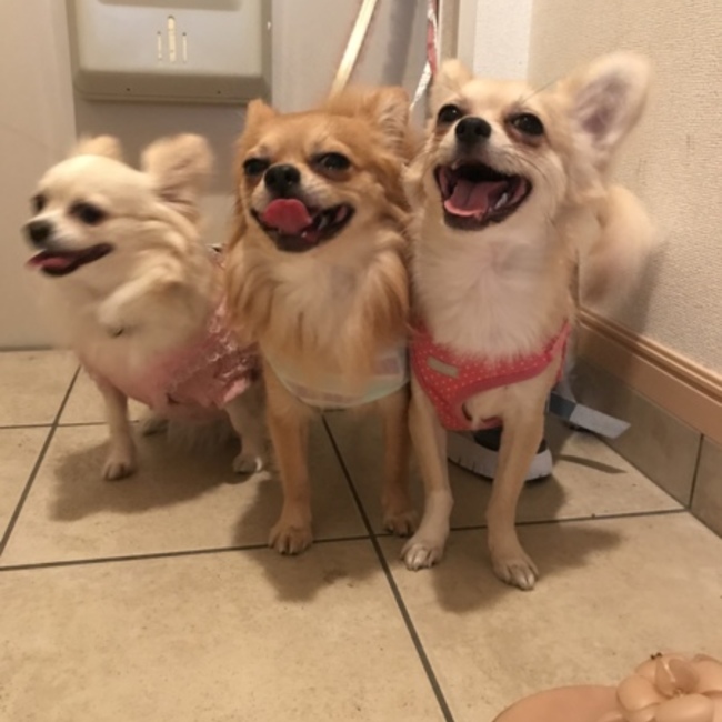 sachi.anaのカバー写真